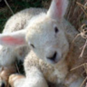 Meet your Posher, Kennedy